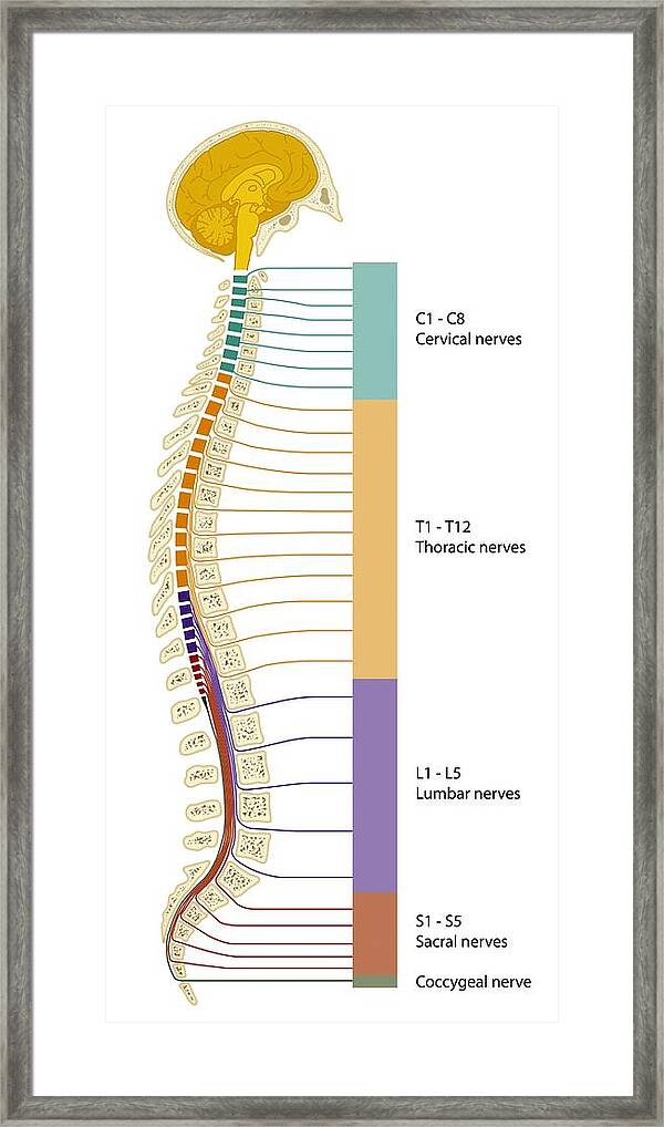 Spinal Cord Regions  Diagram Framed Print By Art For Science