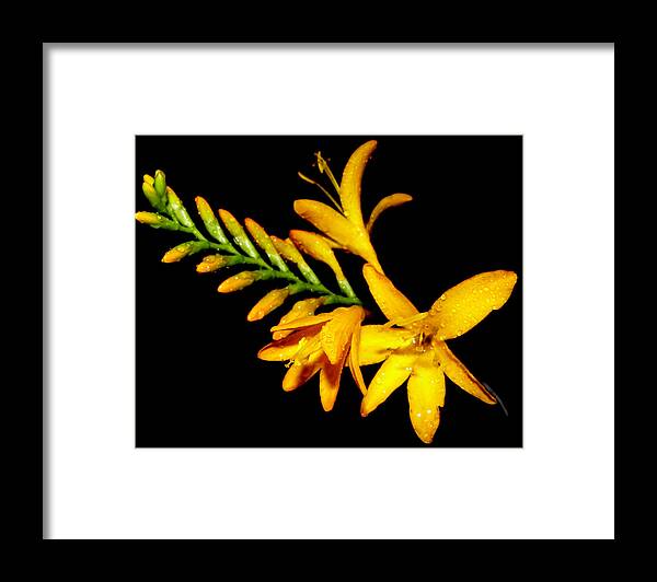 Flower Framed Print featuring the photograph Splash of faded orange at night by Kim Galluzzo