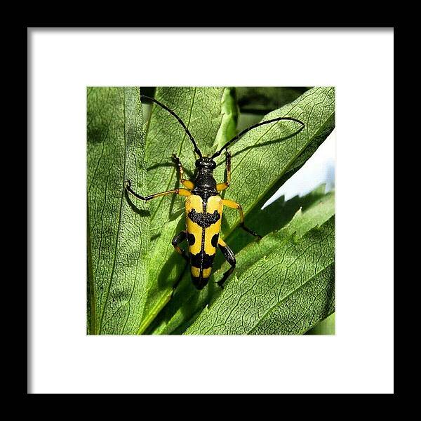Summer Framed Print featuring the photograph Spotted Longhorn #beetle #barnstaple by Robin Beer