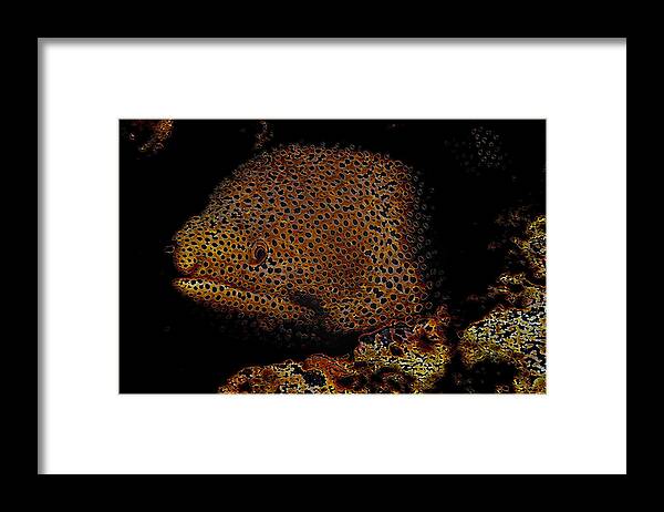 Spotted Moray Eel Framed Print featuring the photograph Spotted Moray Eel by Bill Owen