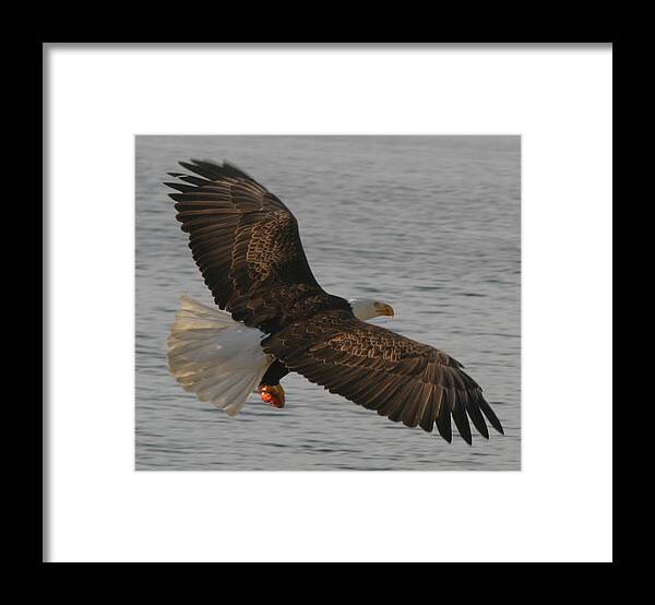 Bald Eagle Flying In Puget Sound Framed Print featuring the photograph Spread Eagle by Kym Backland