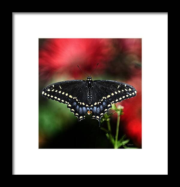 Butterflies Framed Print featuring the photograph Spread The Wings by Lisa Spencer
