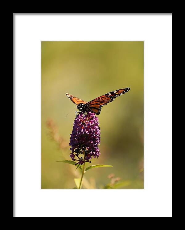 Spread Your Wings And Fly Framed Print featuring the photograph Spread Your Wings And Fly by Angie Tirado