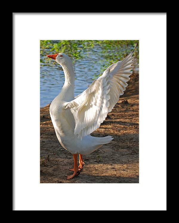 Landscape Framed Print featuring the photograph Spread Your Wings by Lisa Phillips