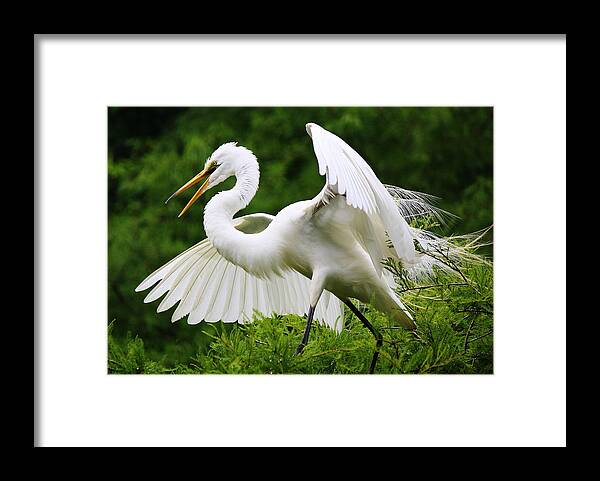 Great White Egret Framed Print featuring the photograph Spreading his Wings by Paulette Thomas