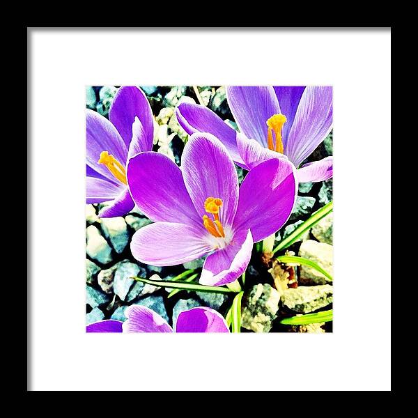 Nofilter Framed Print featuring the photograph #spring #flowers #crocus #nofilter by A Loving