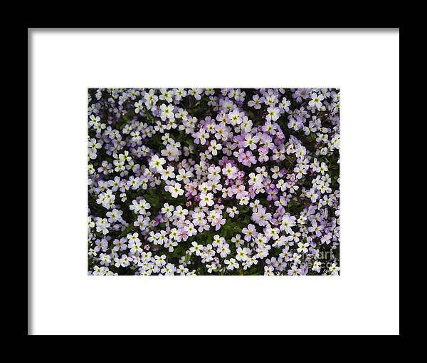 Spring Framed Print featuring the photograph Spring Flowers by Eena Bo