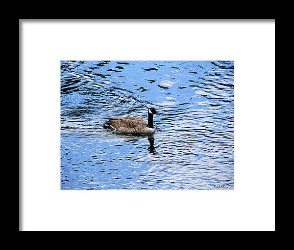 Goose Canvas Prints Framed Print featuring the photograph Spring Goose by Wendy McKennon