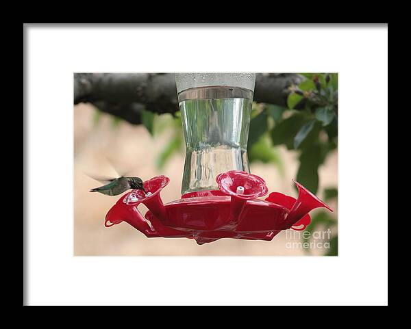 Hummingbird Framed Print featuring the photograph Spring Hummingbird at Feeder by Carol Groenen