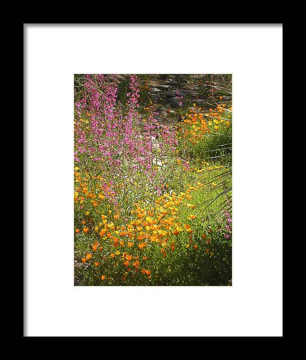 Flowers Canvas Print Framed Print featuring the photograph Spring in Arizona by Jayne Kerr 