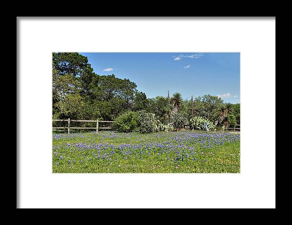 Flowers Framed Print featuring the photograph Spring in the Meadow by Sarah Broadmeadow-Thomas