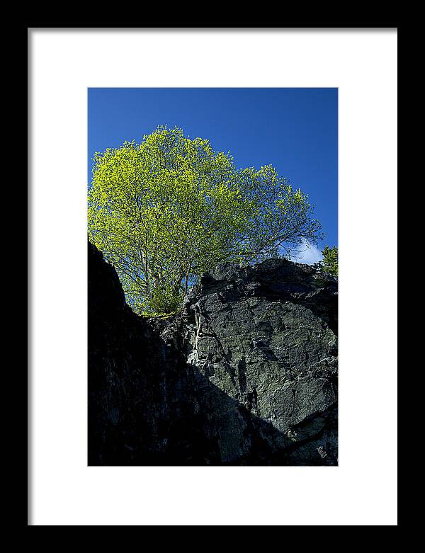 Salisbury Cove Framed Print featuring the photograph Spring Leaves by Sara Hudock
