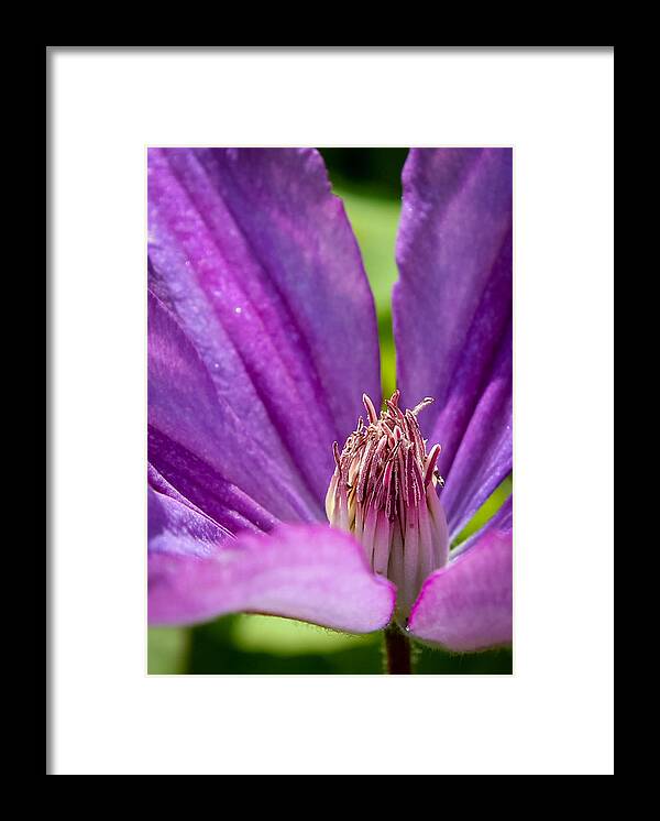 Flower Framed Print featuring the photograph Spring Peek by April Reppucci