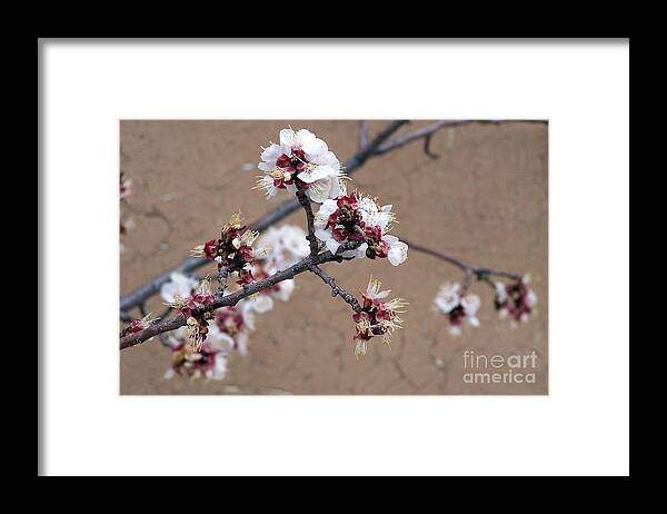 Trees Framed Print featuring the photograph Spring Promises by Dorrene BrownButterfield