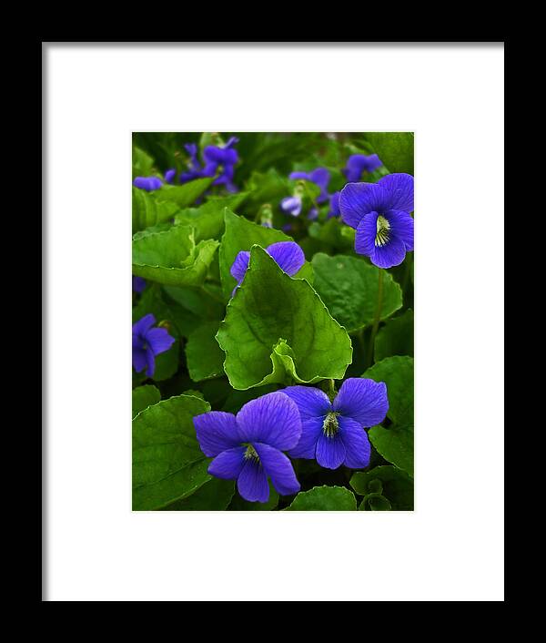 Spring Framed Print featuring the digital art Spring Violets by Yvonne Scott
