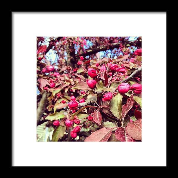 Springishere Framed Print featuring the photograph Springtime Blooms by Kelly Diamond