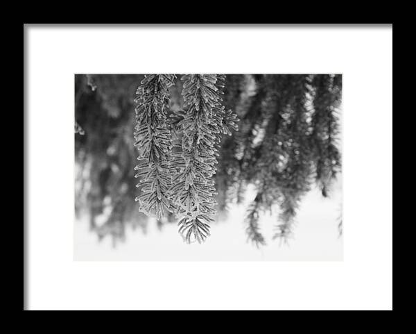 Frost Framed Print featuring the photograph Spruce by Ellery Russell