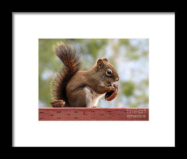 Squirrel Framed Print featuring the photograph Squirrel and His Walnut by Leone Lund