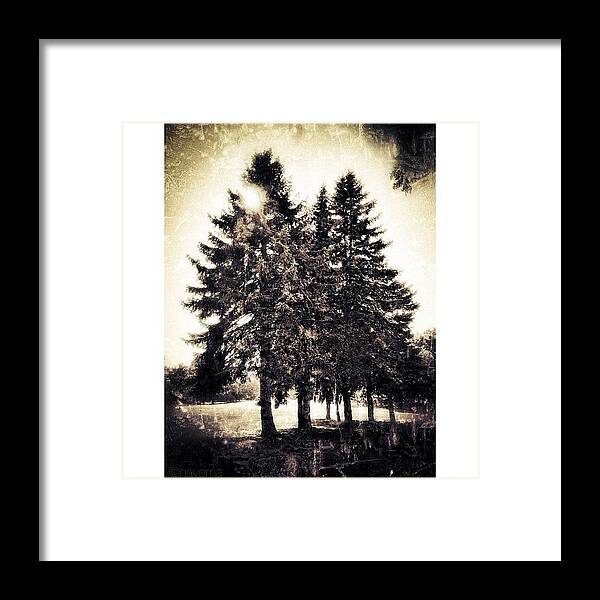Teamrebel Framed Print featuring the photograph St. George's Pines by Natasha Marco