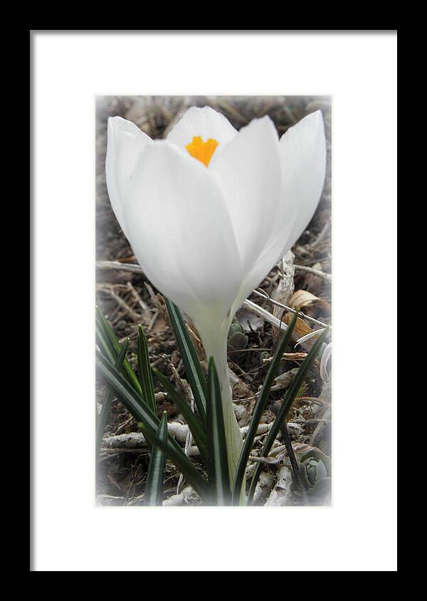 Crocus Framed Print featuring the photograph St Pattys Day Bloom by Kim Galluzzo