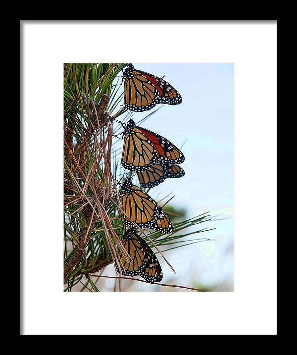 Monarch Framed Print featuring the photograph Stacked by Cathy Kovarik