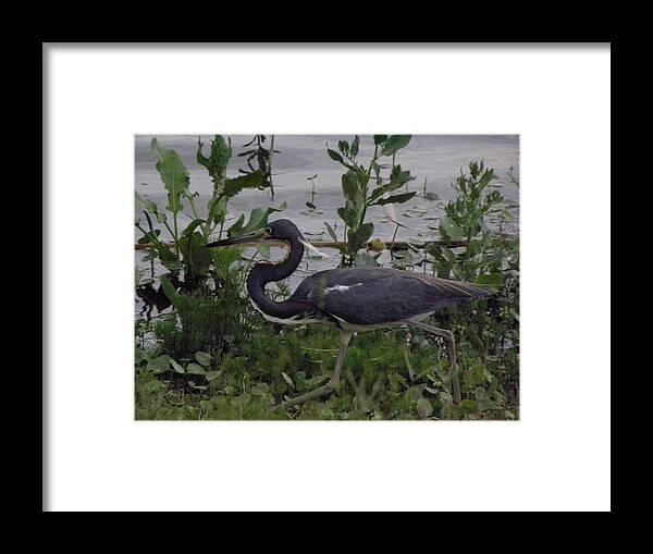 Bird Framed Print featuring the photograph Stalking by Kim Galluzzo Wozniak