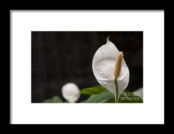 Flower Framed Print featuring the photograph Stand high by Dejan Jovanovic
