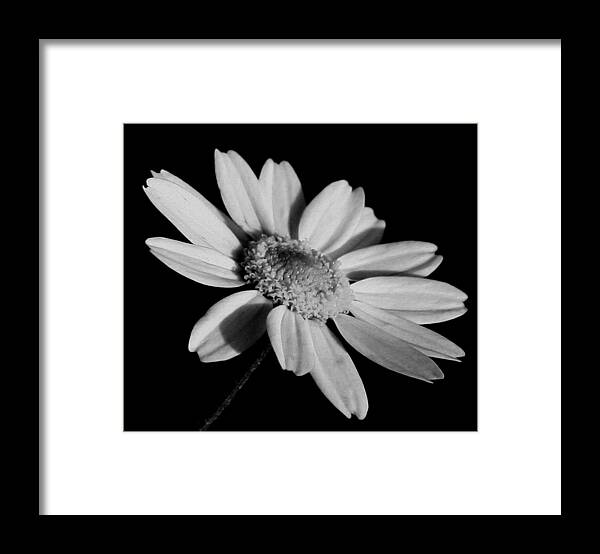 Daisy Framed Print featuring the photograph Standing Alone by Karen Harrison Brown