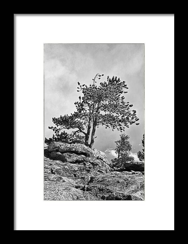 Landscape Photography Framed Print featuring the photograph Standing Tall by David Waldrop