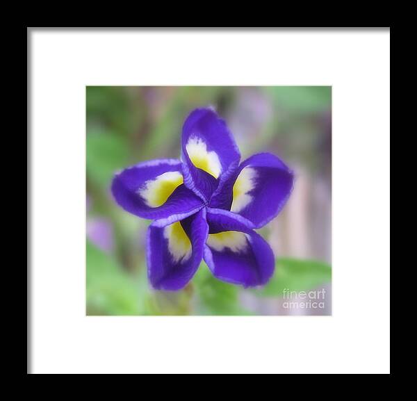 Flower Framed Print featuring the photograph Star Light Star Bright Photography by Tina Marie