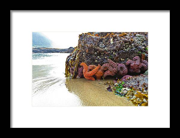 Starfish Framed Print featuring the photograph Starfish by Joseph Bowman