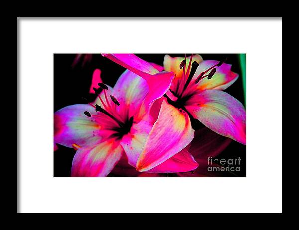 Pink Abstract Flowers Framed Print featuring the photograph Stargazer Abstract by Christina A Pacillo