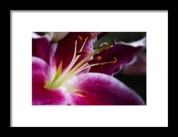 Lily Framed Print featuring the photograph Stargazer Lily Portrait by Linda Tiepelman