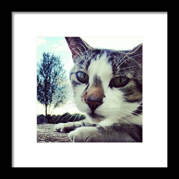 Staring Contest Framed Print featuring the photograph Staring Contest by Kev Thibault