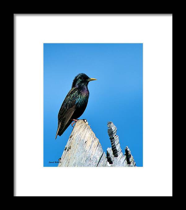 This Starling Was On Top Of An Old Cottonwood Tree Stump. Several Starlings Were Flying In And Out Of The Holes In The Stump.the Wind Seems To Have Made The Feathers Stand Up A Bit On This Starling. Framed Print featuring the photograph Starling on the Top by Stephen Johnson