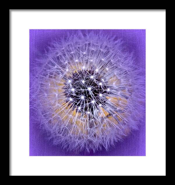 Dandelion Framed Print featuring the photograph Starry Starry Night by Richard Cummings