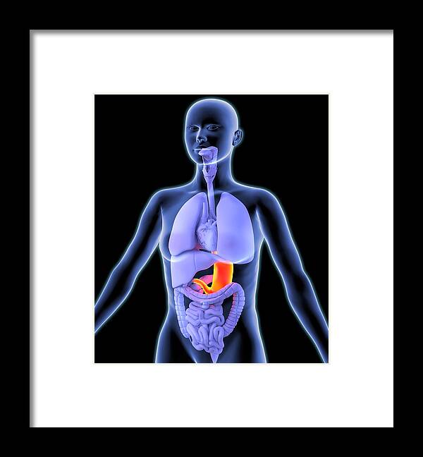 Stomach Framed Print featuring the photograph Stomach, Artwork by Roger Harris