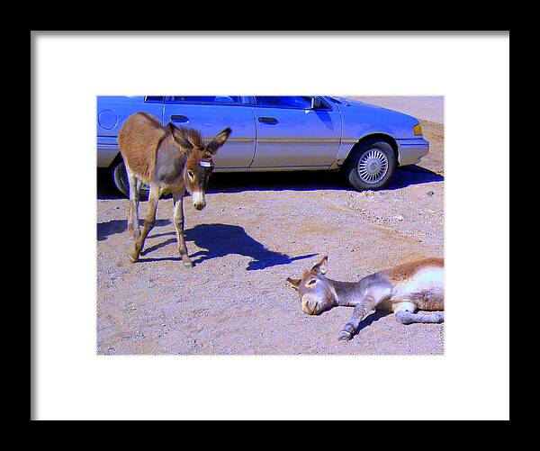 Wild Burro Framed Print featuring the photograph STOP Don't Feed Me or I Will Get a Belly Ache by Lessandra Grimley