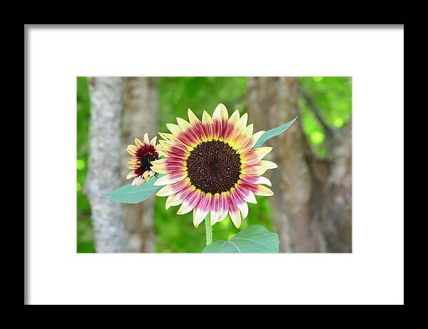 Strawberry Framed Print featuring the photograph Strawberry Blonde Sunflower by Carrie Munoz