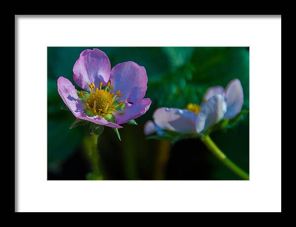 Flowers Framed Print featuring the photograph Strawberry Blossom by Gene Hilton