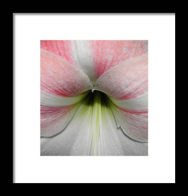 Pink Framed Print featuring the photograph Streaks Of Pink by Kim Galluzzo Wozniak