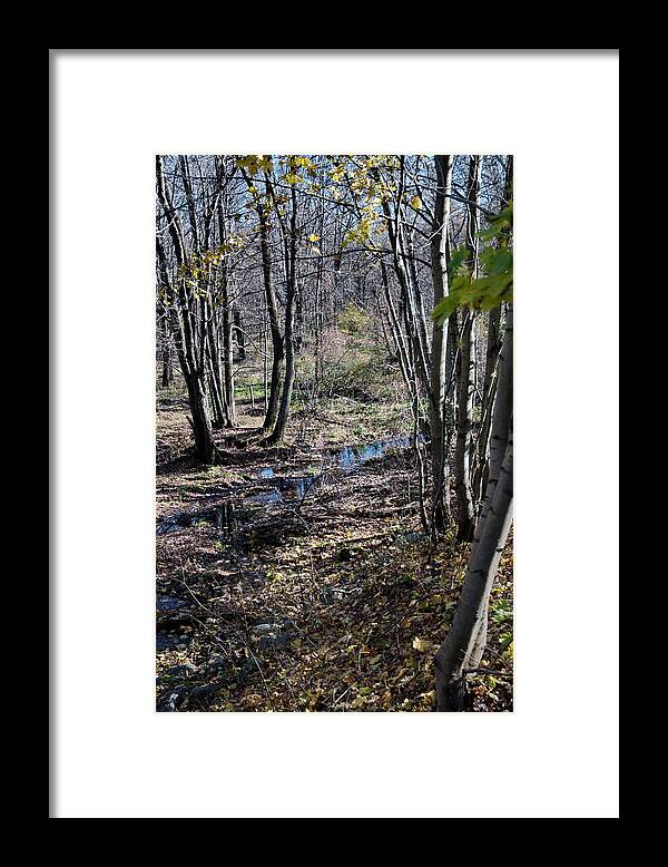 New England Framed Print featuring the photograph Stream in the Woods by Barry Doherty