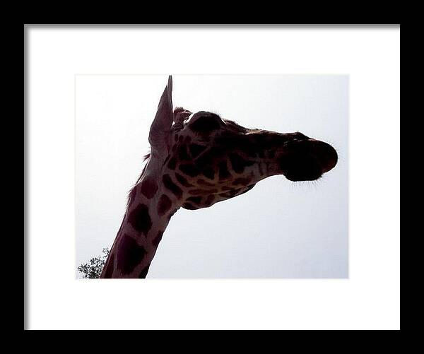 Giraffe Framed Print featuring the photograph Stretch by Kim Galluzzo Wozniak
