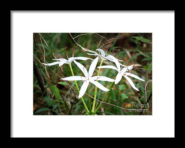 String Lily Framed Print featuring the photograph String Lily by Carol Groenen