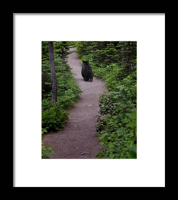 Black Bear Medium-sized Forest-dwelling Bear With Blackish Fur And A Paler Face Framed Print featuring the photograph Strolling Bear by Don Wolf