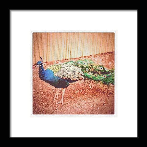 Peacock Framed Print featuring the photograph Strut by Rachel Boyer 