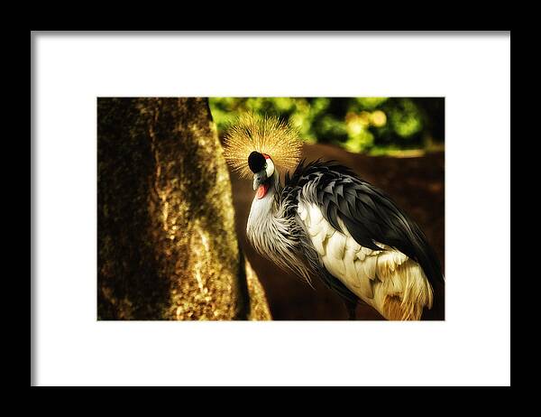 Peacock Framed Print featuring the photograph Stunning Peacock by Linda Tiepelman