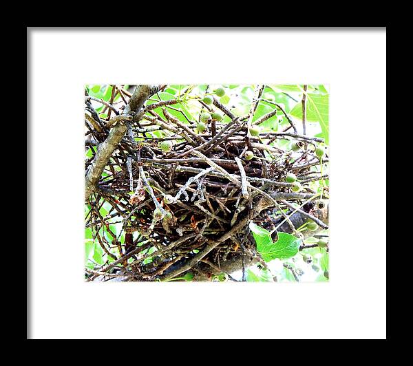 Bird Framed Print featuring the photograph Sturdy Bird Nest by Renee Trenholm