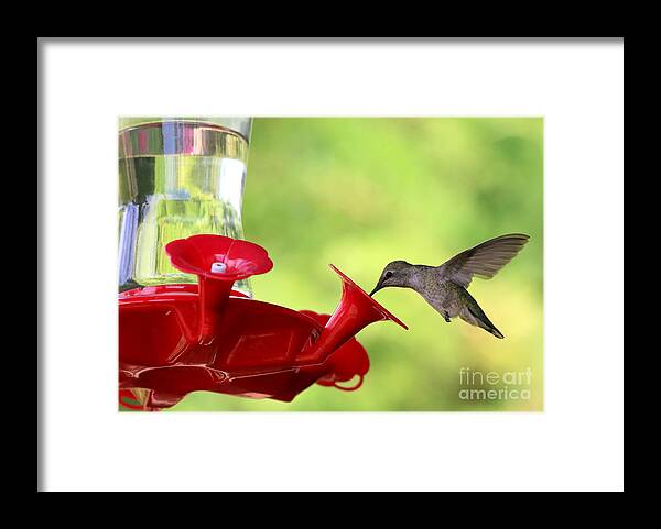 Hummingbird Framed Print featuring the photograph Summer Friend by Carol Groenen