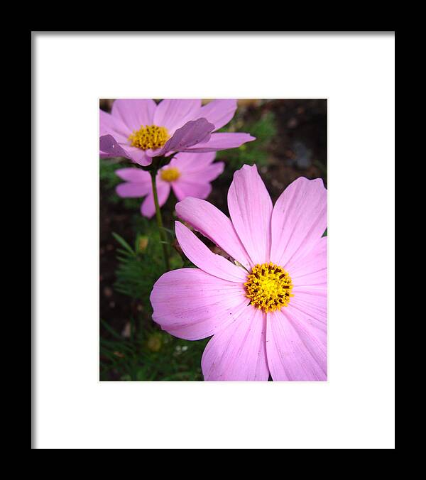 Flower Framed Print featuring the photograph Summer Pink by Stacy Michelle Smith
